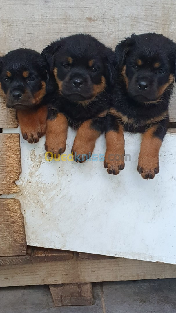 Chiots rottweiler LOF français 