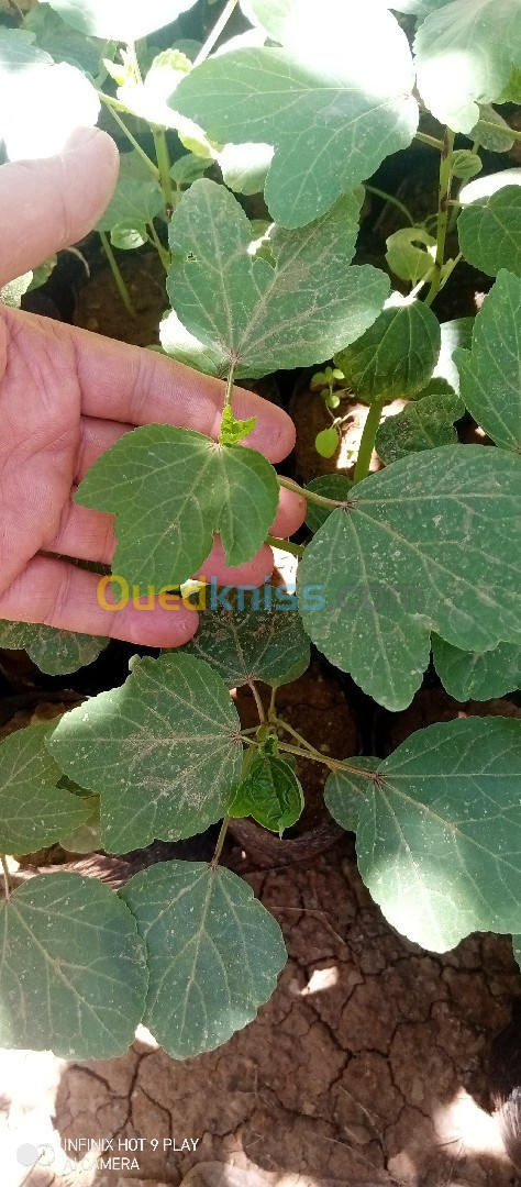 Vente plant origan الزعتر الاسباني شتلات الكركديه