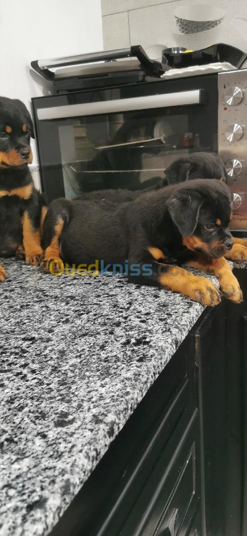 Rottweiller