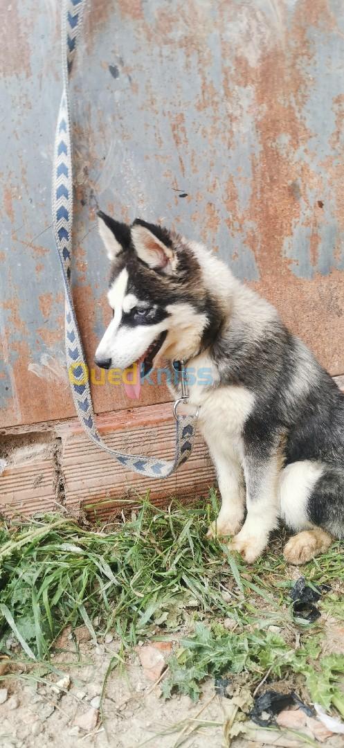 Femelles husky sibérien 