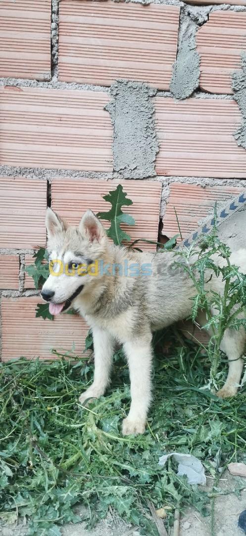 Femelles husky sibérien 