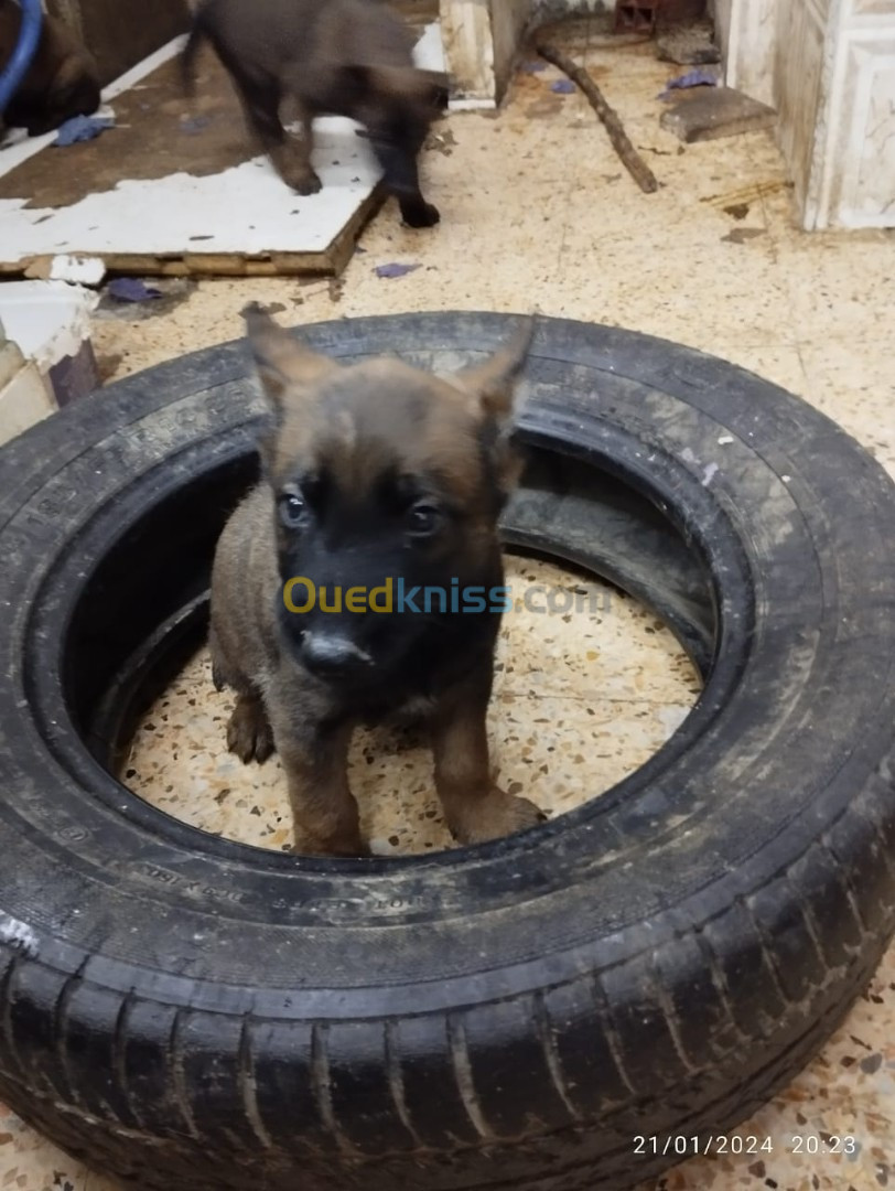 Chiots malinois Mexicain 