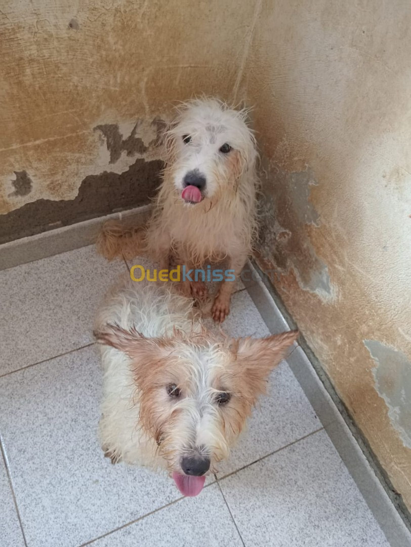 2 Chien Griffon Croisé de sexe Mâle à 1 ans et presque 3 mois d'âge. 