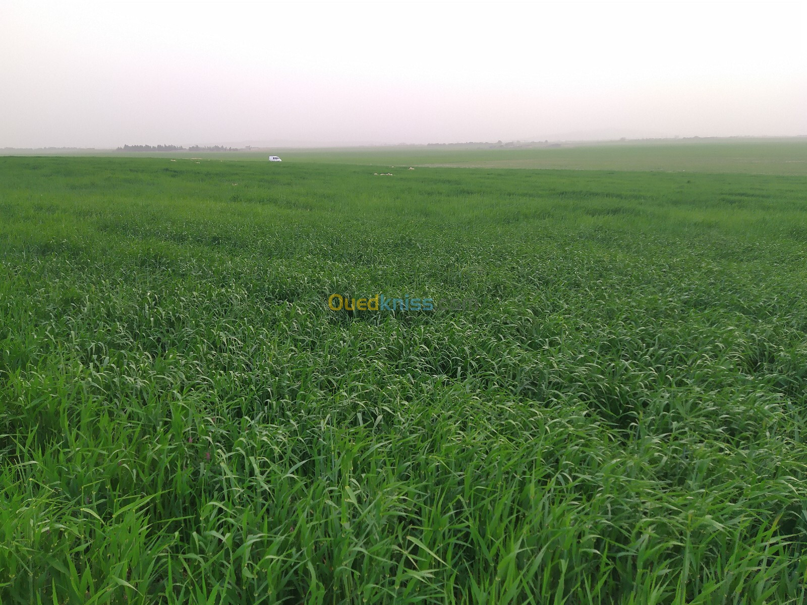 Vente Terrain Agricole Oum El Bouaghi Oum el bouaghi