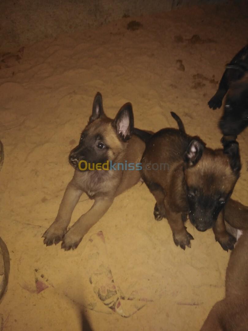 Chien berger malinois pure race 