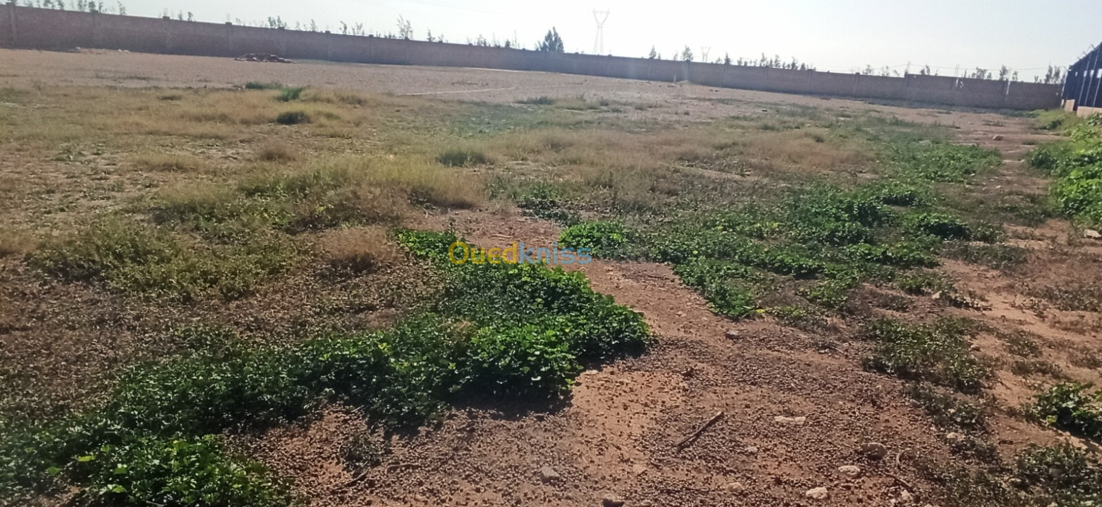 Vente Terrain Agricole Djelfa Ain oussara