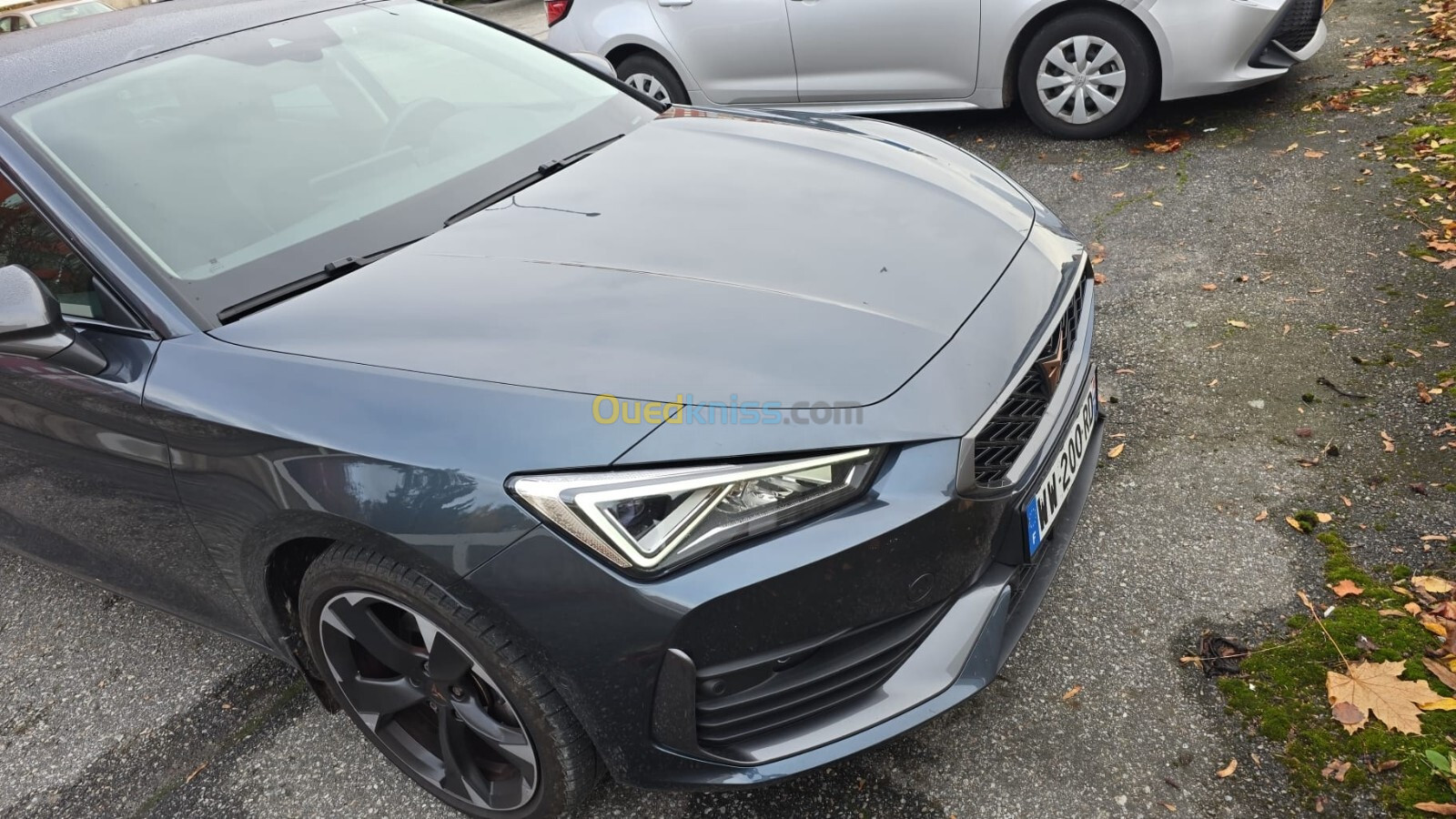 Seat Cupra 2024 Lion