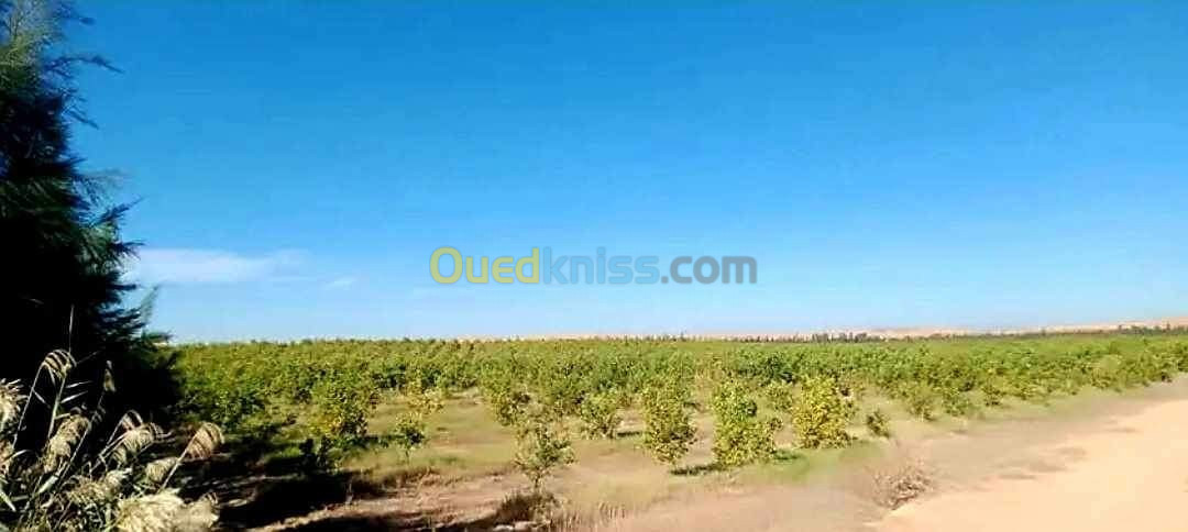 Vente Terrain Agricole Relizane Bendaoud