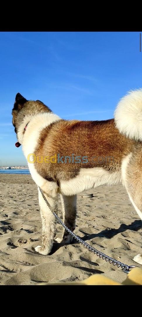 Chiot akita americain