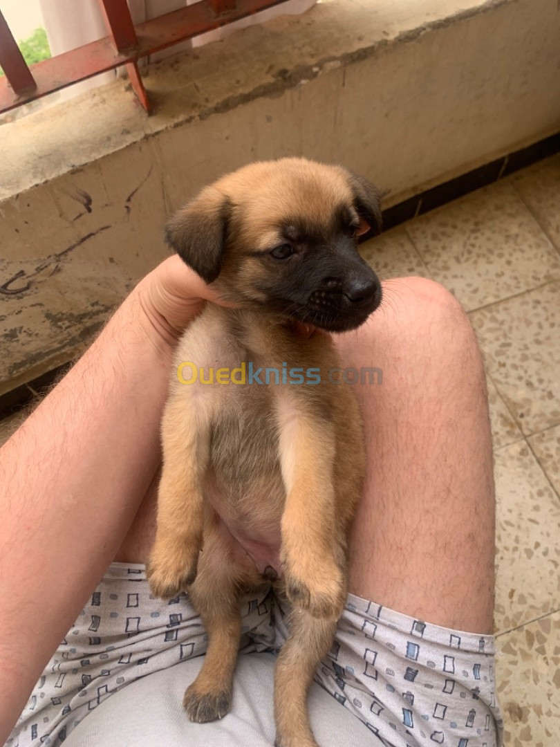 Malinois chiot femelle 