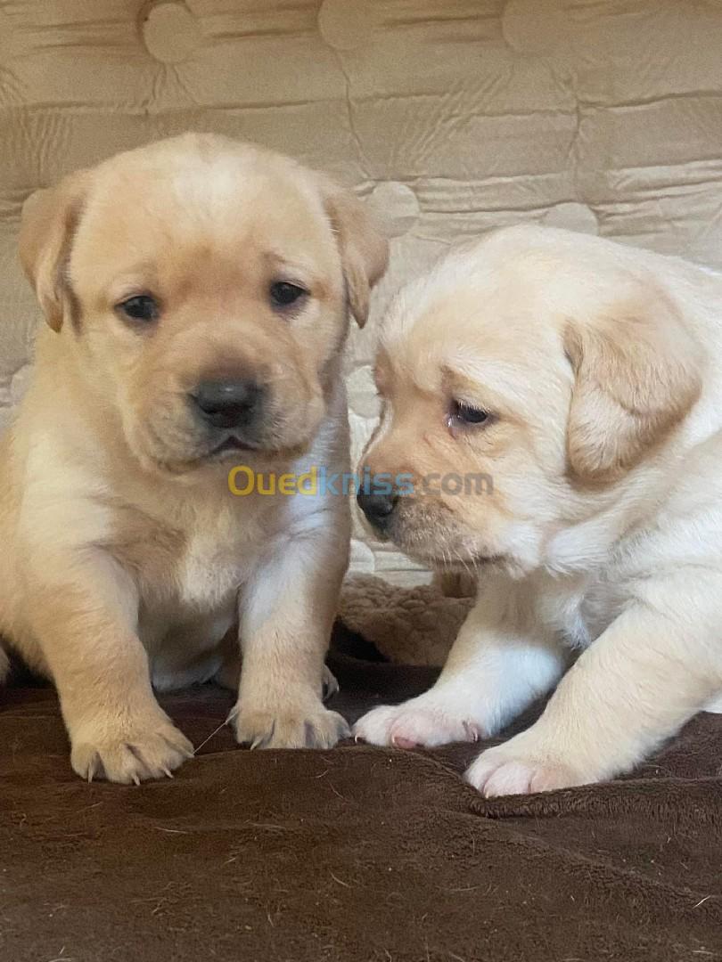 Chiot labrador pure 