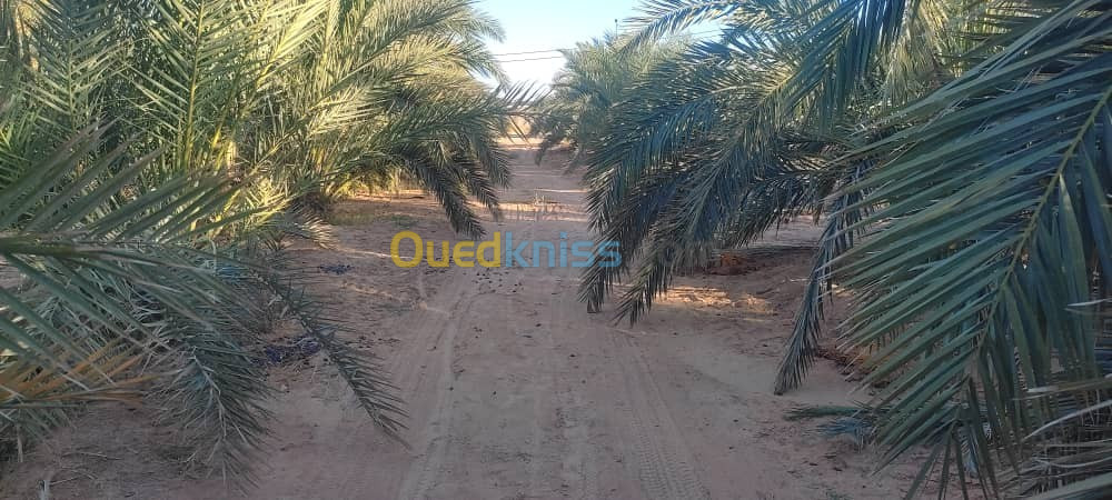 Vente Terrain Agricole Ouargla Hassi ben abdellah