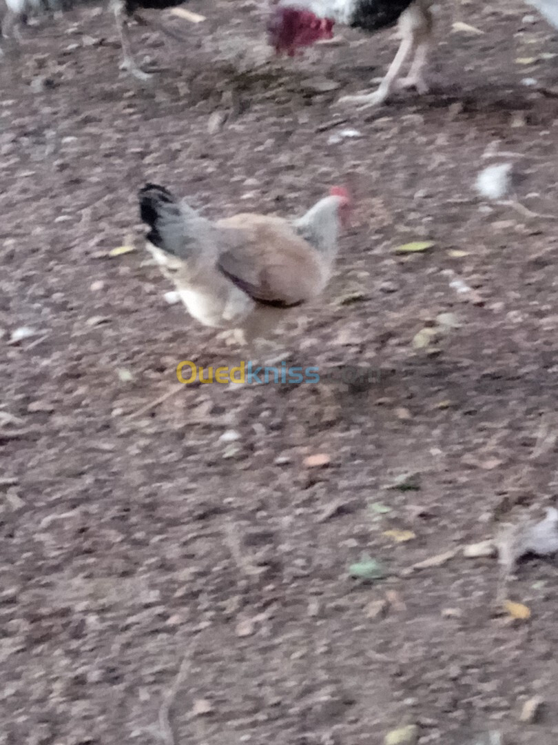 Poules de ferme