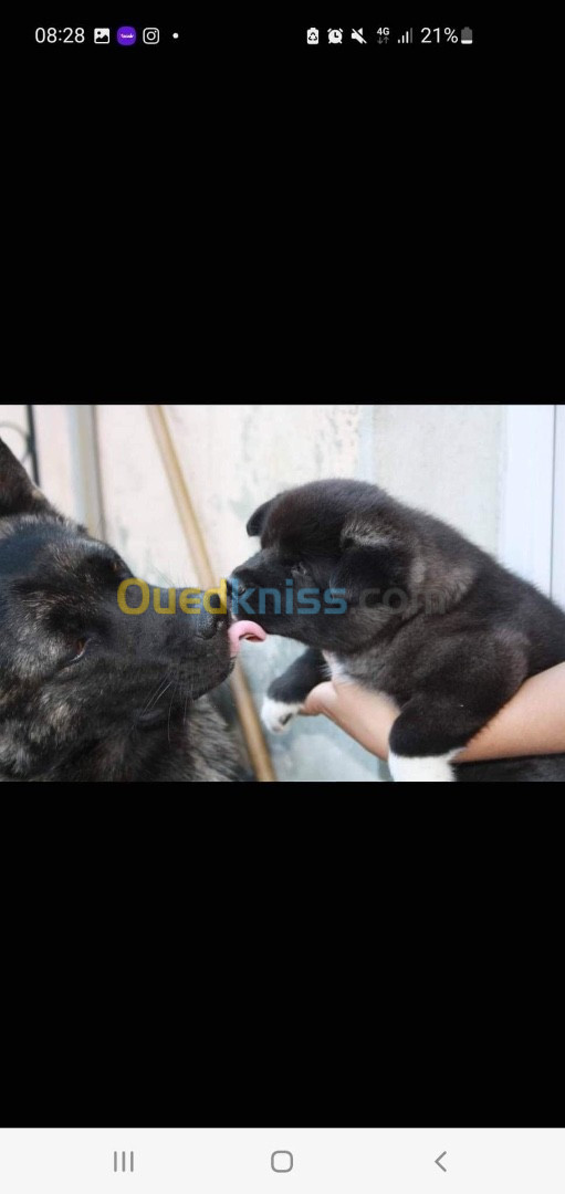 Chiots Akita américain 