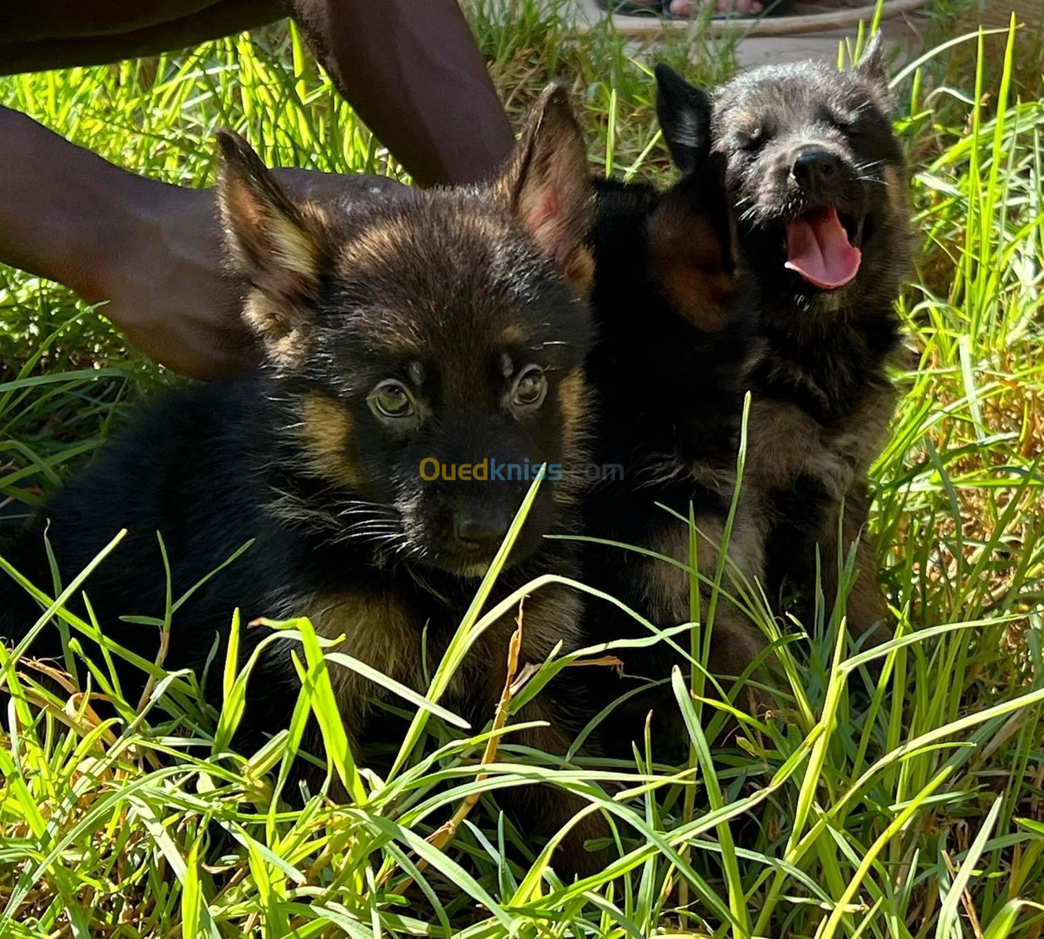 Chiots Berger Allemand 