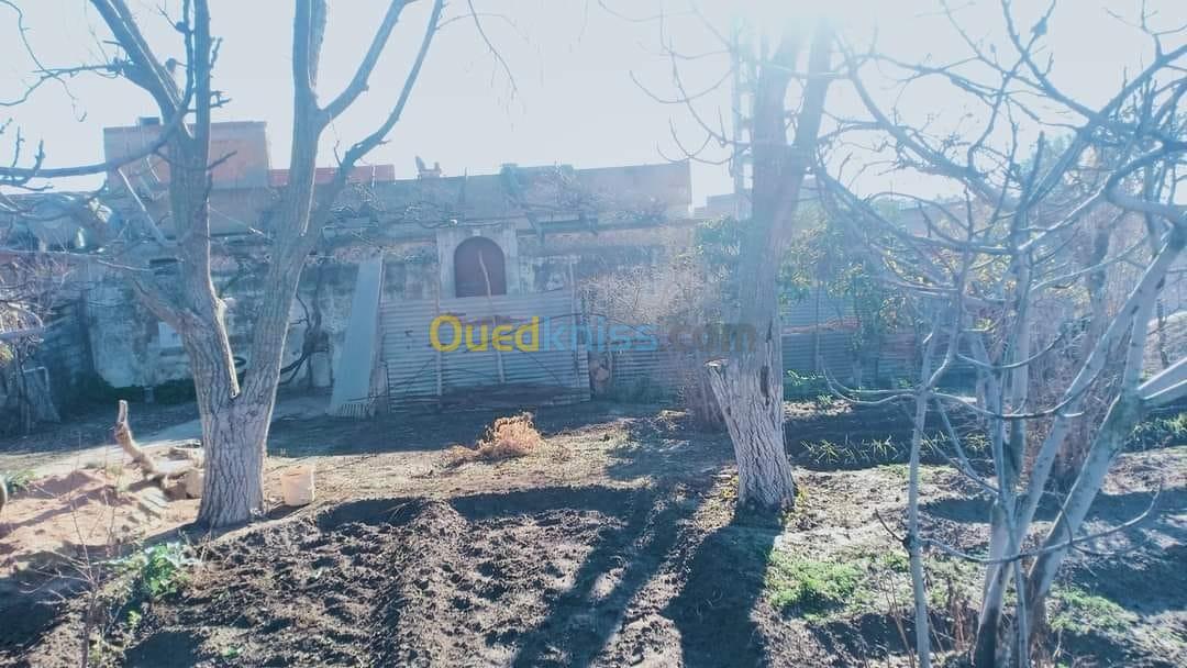 Vente Niveau De Villa F4 Tiaret Tagdemt