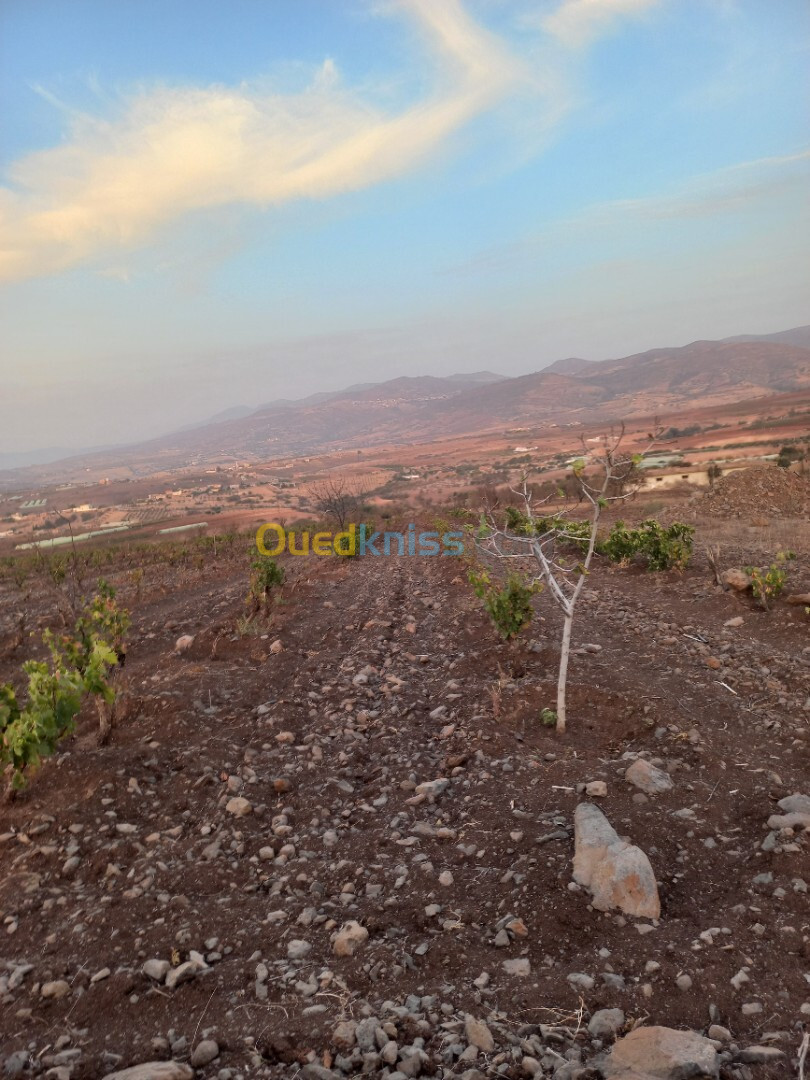 Vente Terrain Agricole Tlemcen Djebala