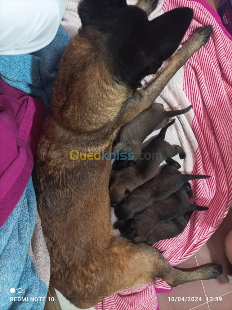 Chiots malinois à vendre