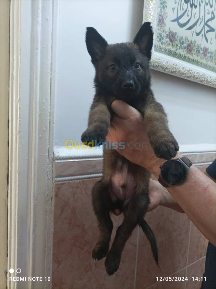 Chiots malinois à vendre