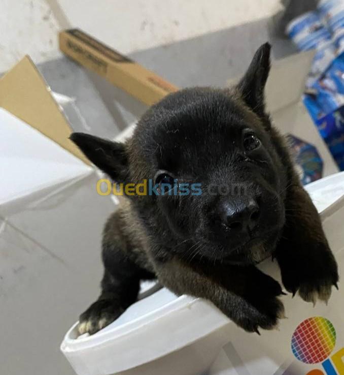 Chiot malinois Charbonnier pure race 