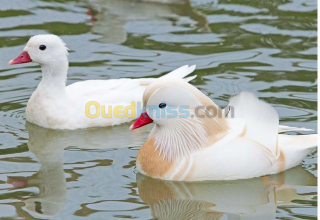 canard mandarin blanc