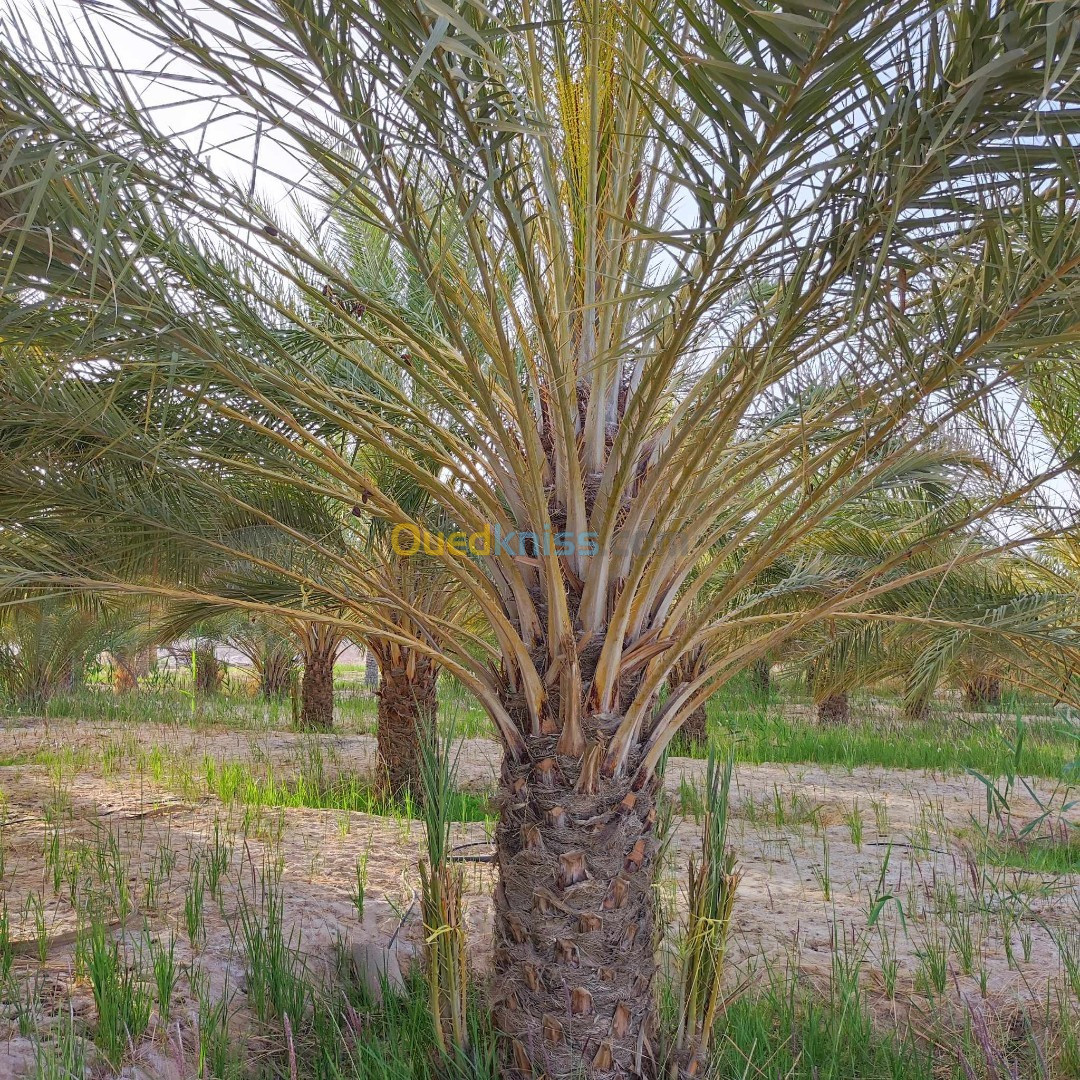 Vente Terrain Agricole Biskra Tolga