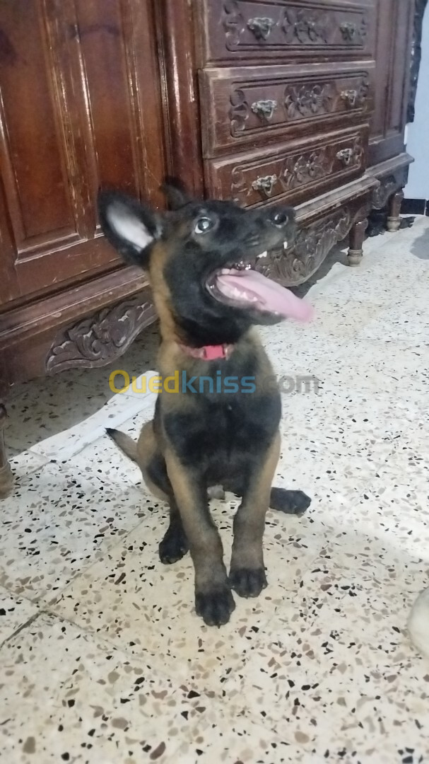 Male malinois