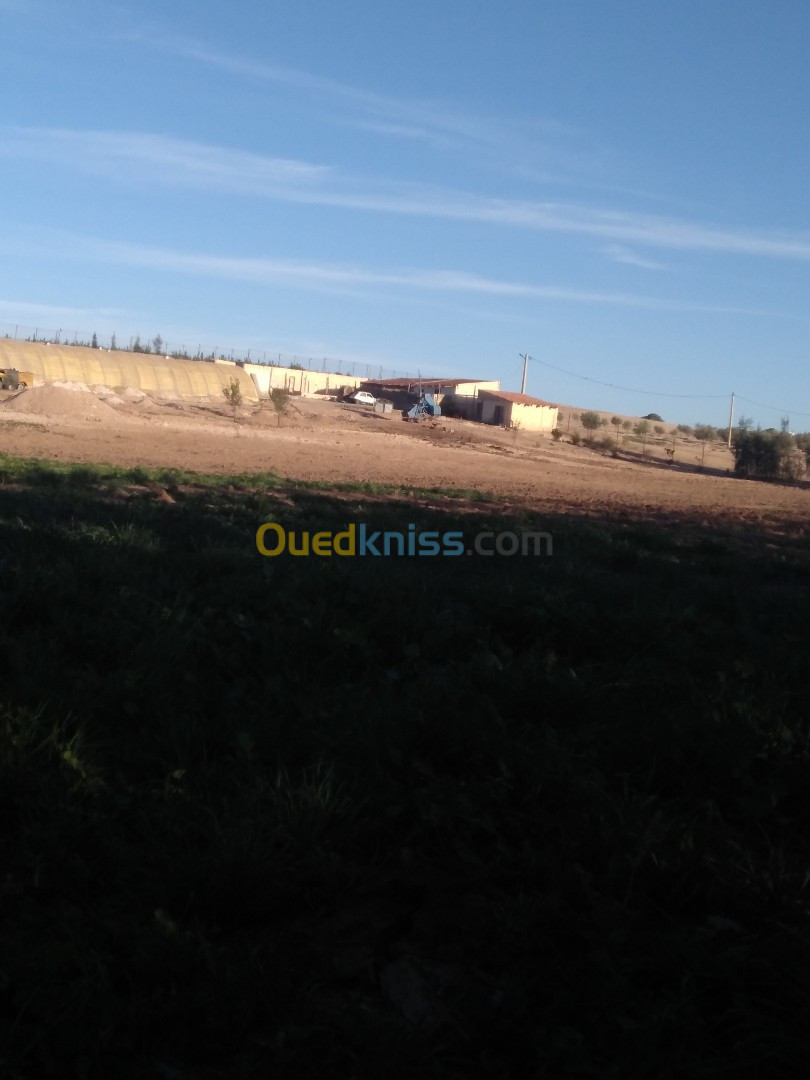 Vente Terrain Agricole Sidi Bel Abbès Hassi dahou