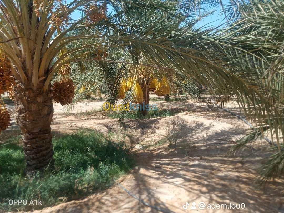 Vente Terrain Biskra Ourlala