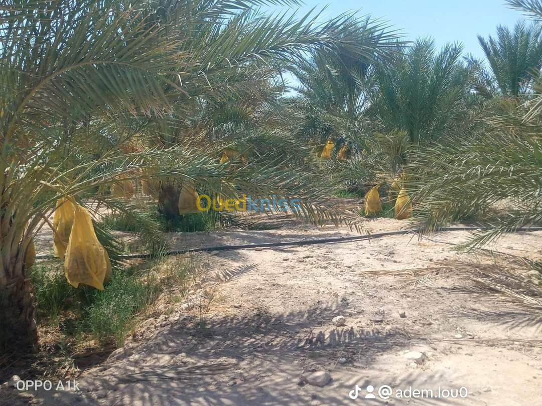 Vente Terrain Biskra Ourlala