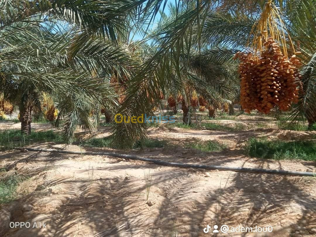 Vente Terrain Biskra Ourlala