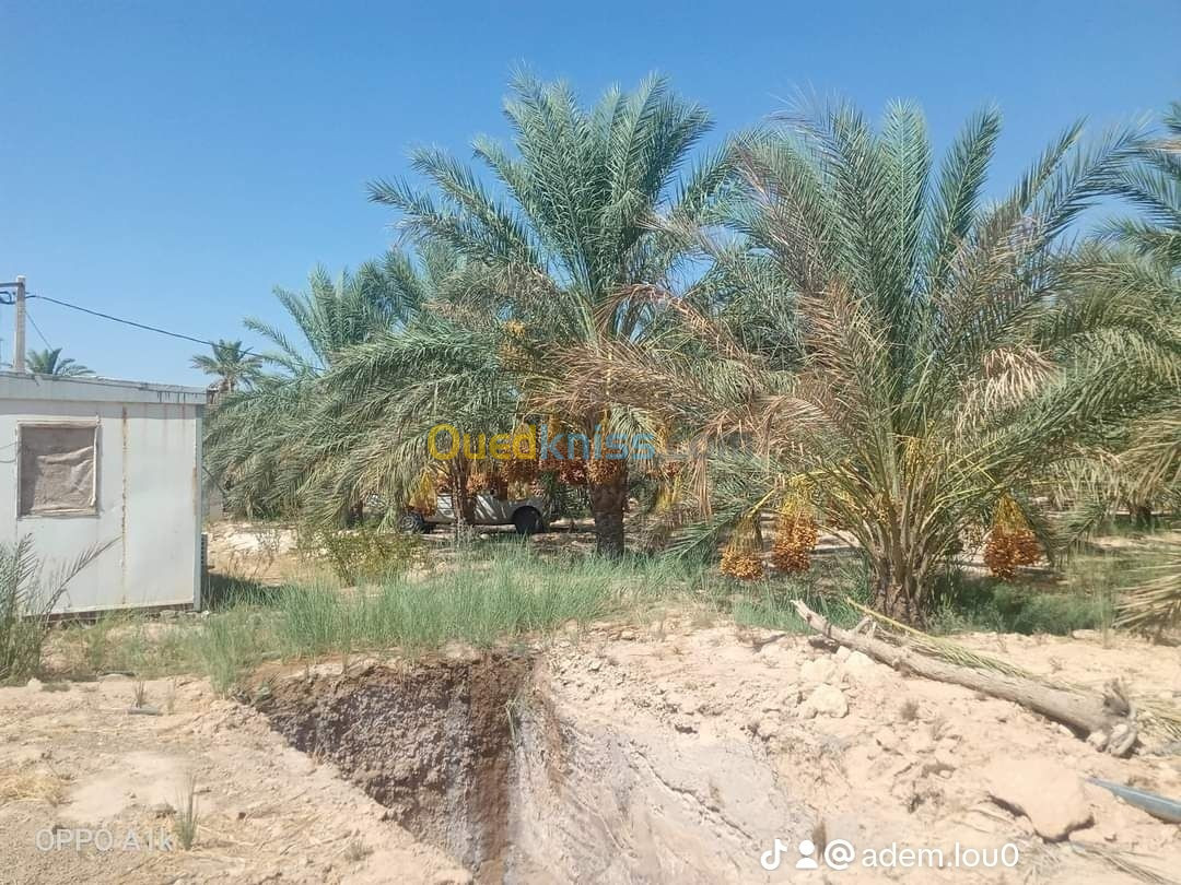 Vente Terrain Biskra Ourlala