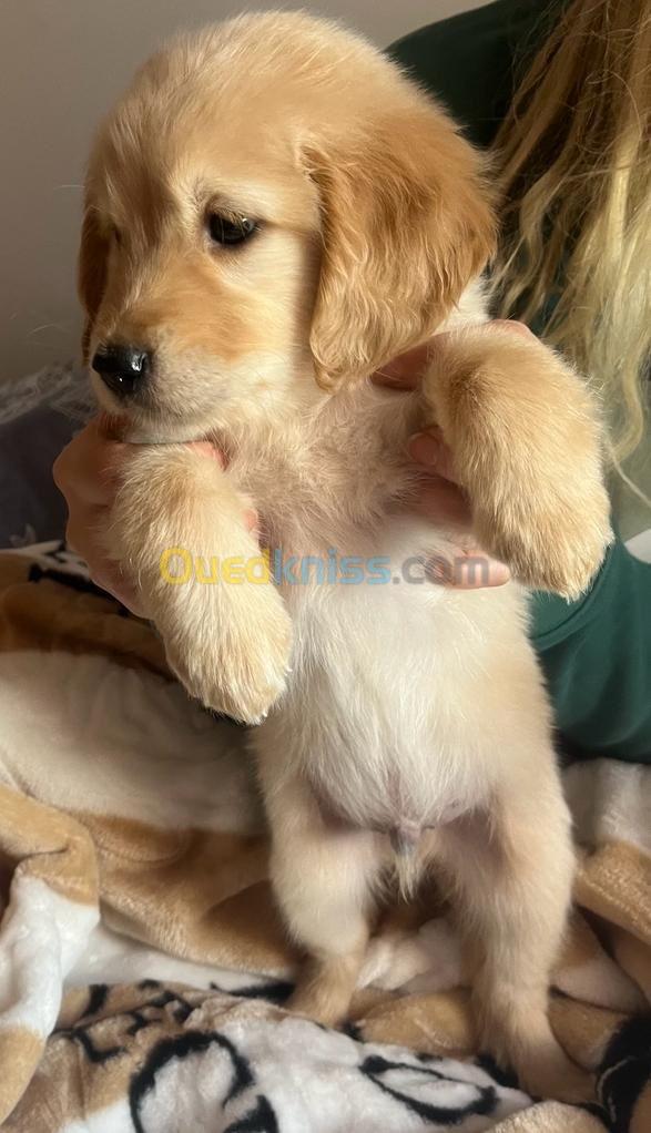 Golden retriever