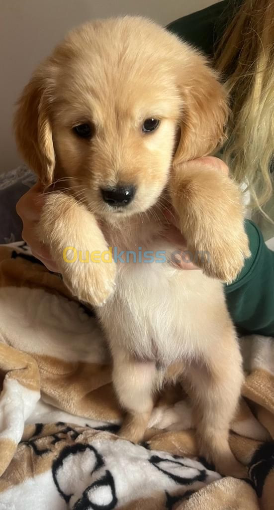 Golden retriever