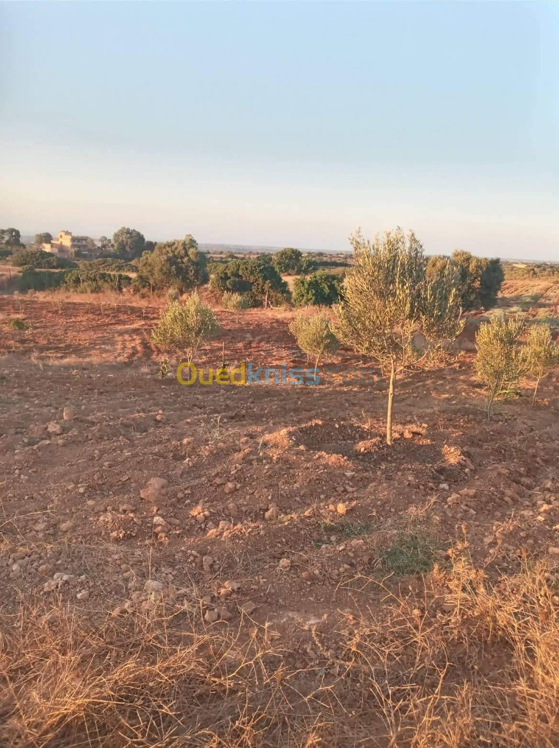 Vente Terrain Mostaganem Sidi lakhdaara