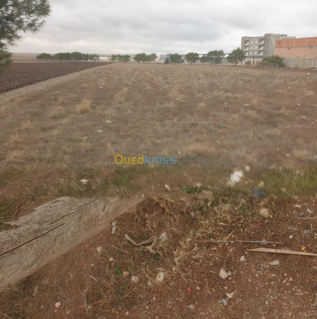 Vente Terrain Sétif El eulma