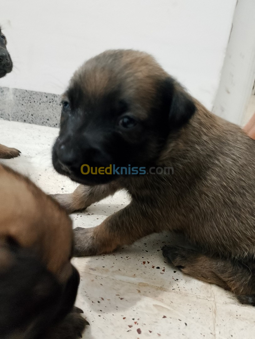 Malinois chiot مالينوا