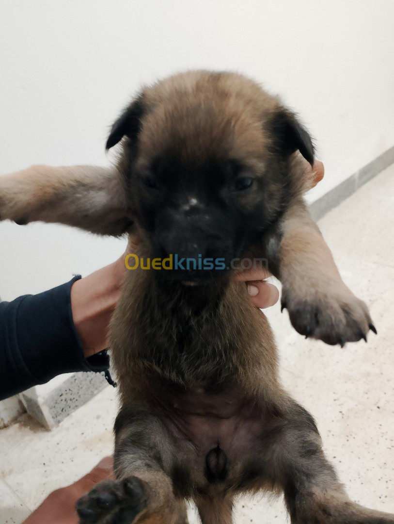 Malinois chiot مالينوا