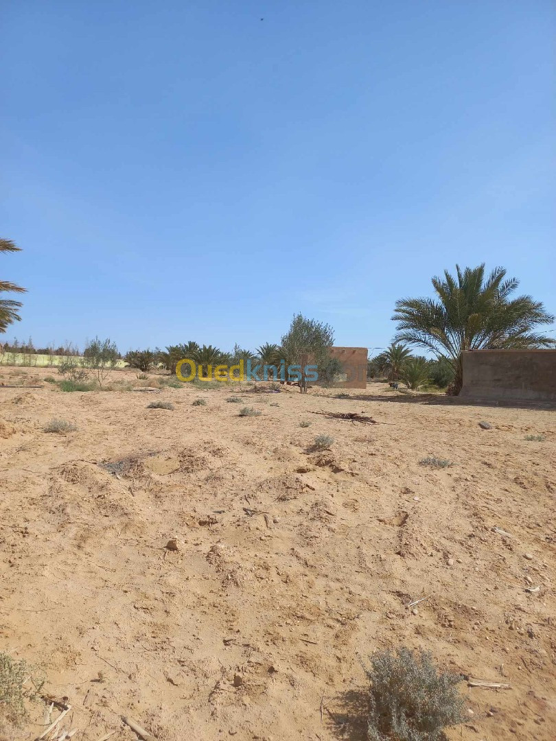 Vente Terrain Agricole Biskra Sidi okba