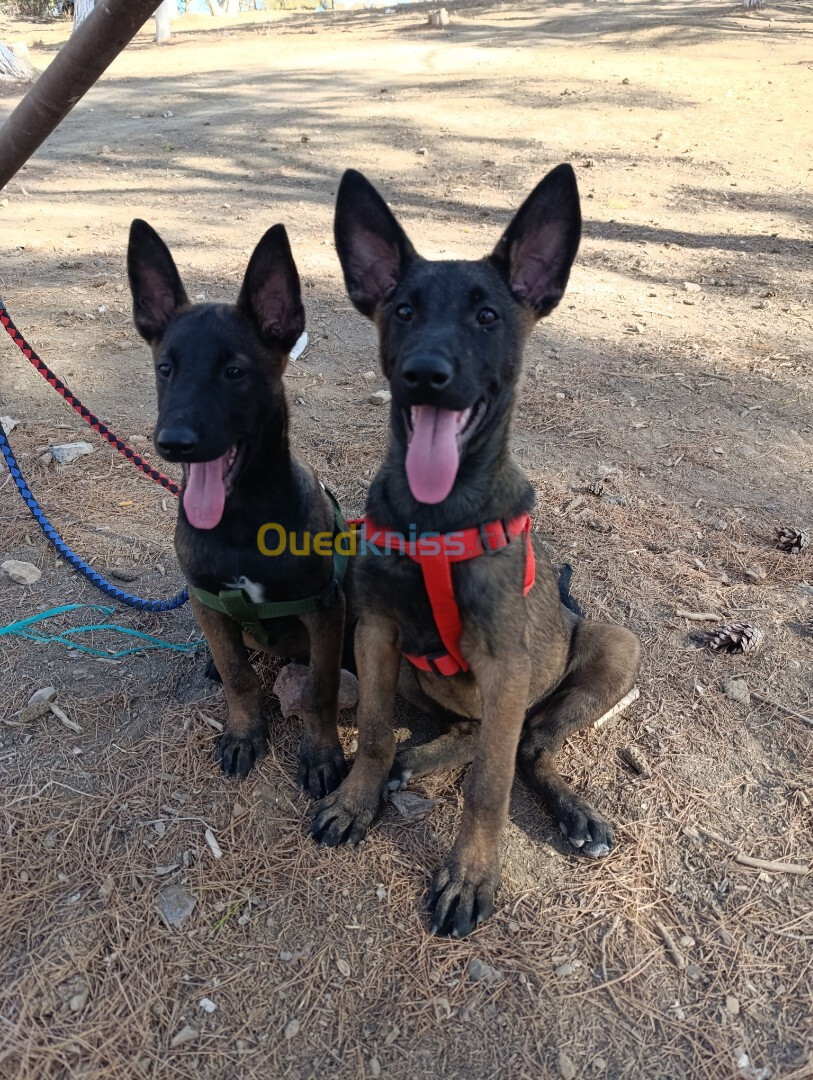 Chien malinois âge de 03 mois 