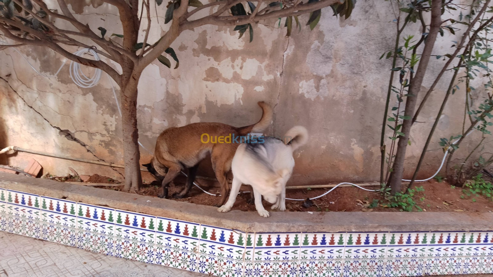 Chienne husky et malinois 