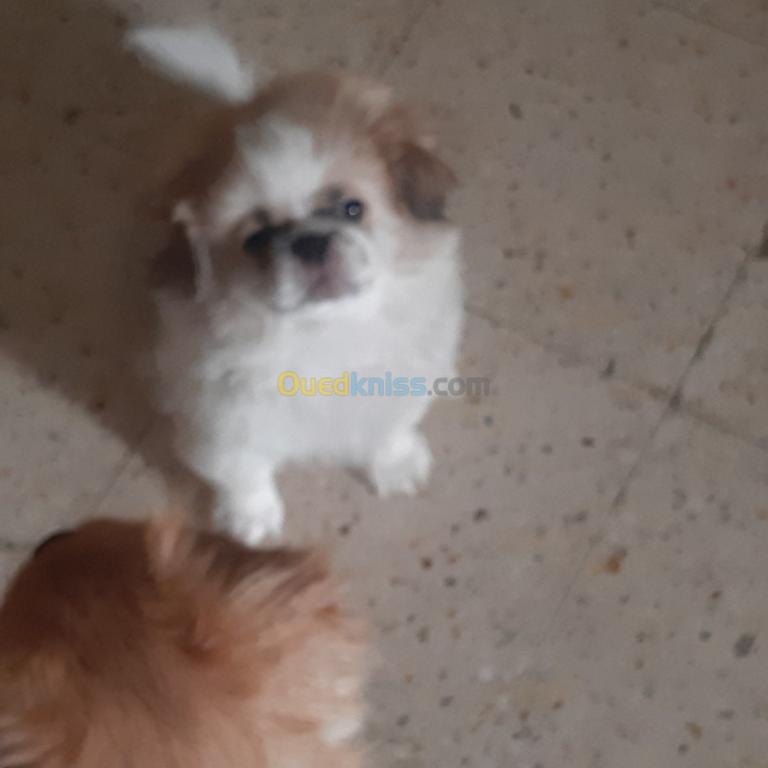 Chiot Pekinois pure race