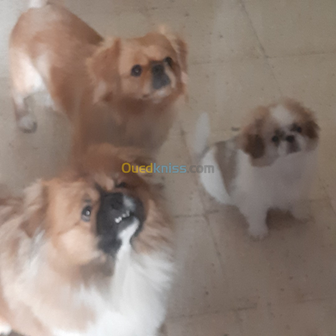 Chiot Pekinois pure race