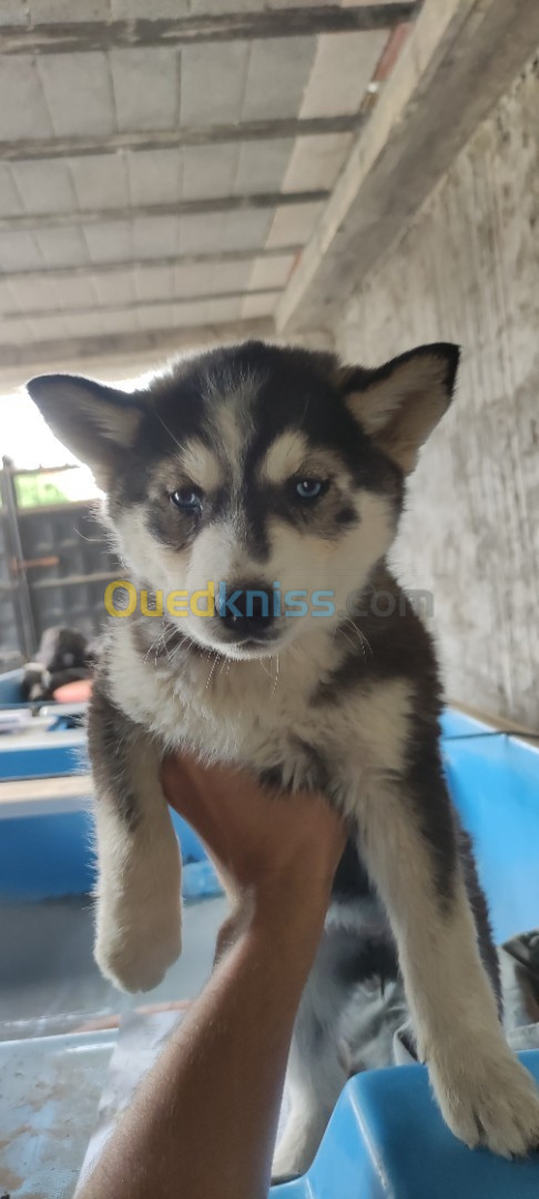 Chiot husky