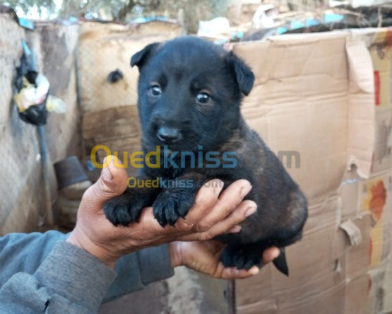 Chien malinois charboni