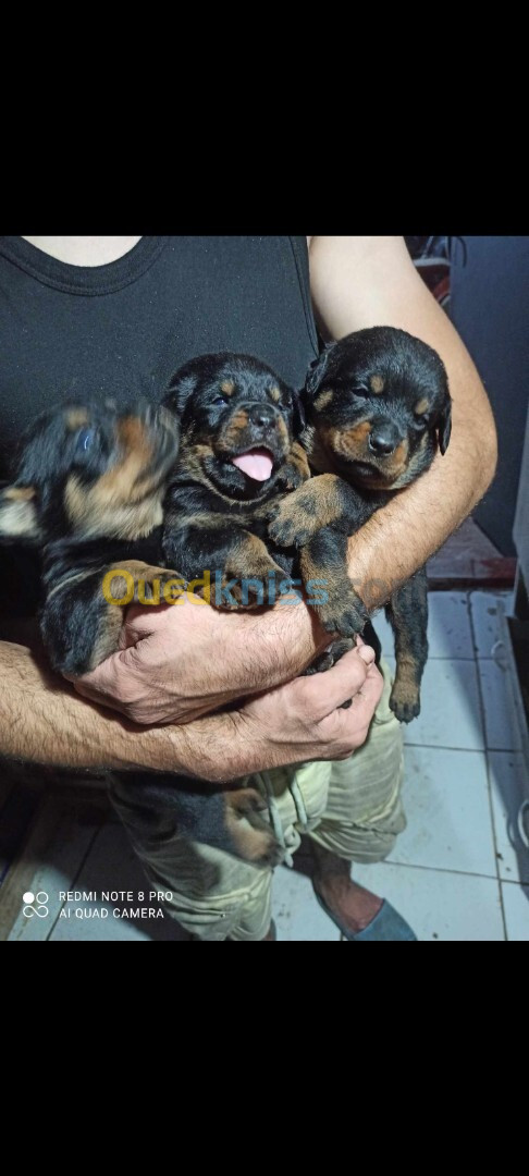 Chien rottwieller serbia