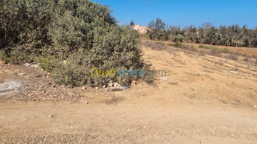 Vente Terrain Mostaganem Hadjadj