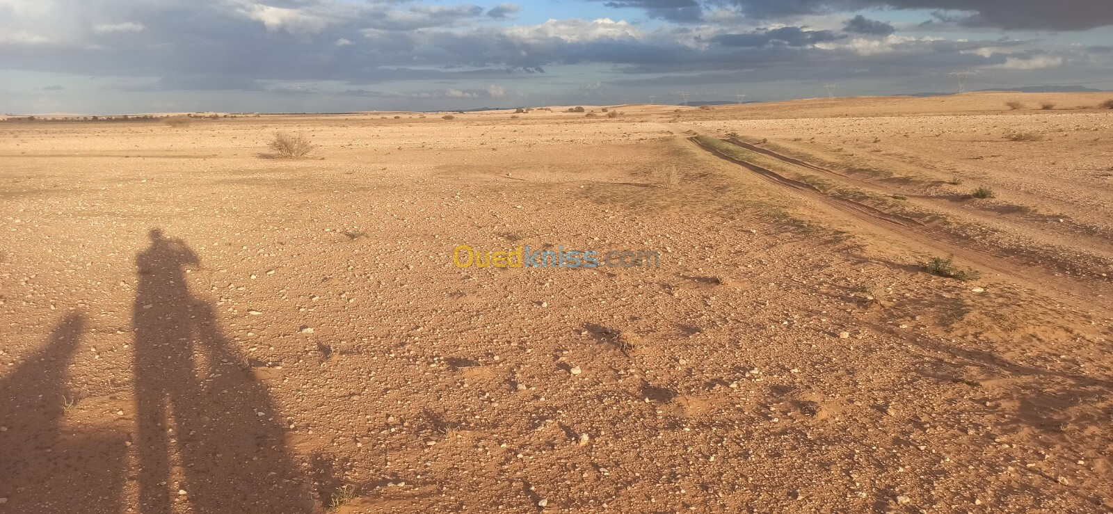 Vente Terrain Agricole Djelfa Ain oussara