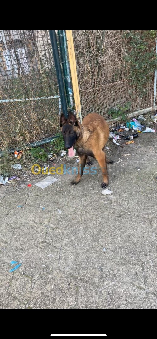 Malinois male 6 mois