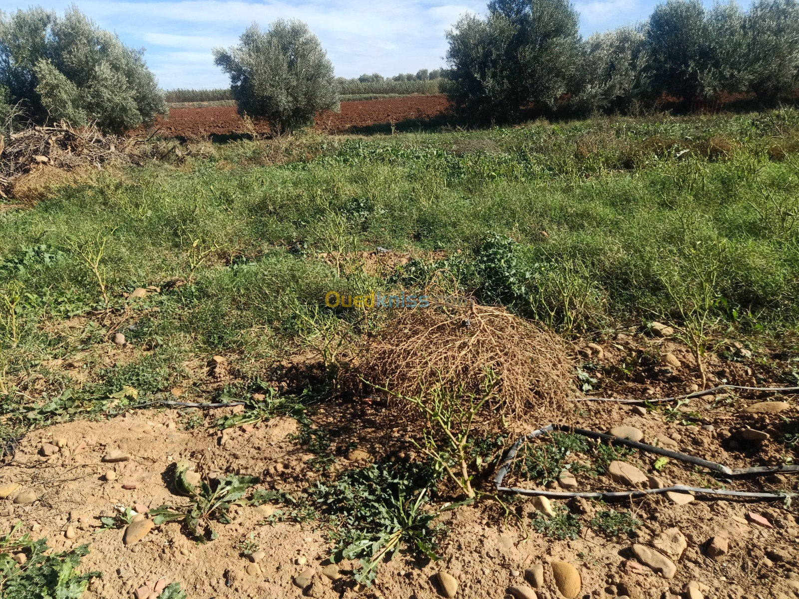 Vente Terrain Agricole Aïn Defla Khemis miliana